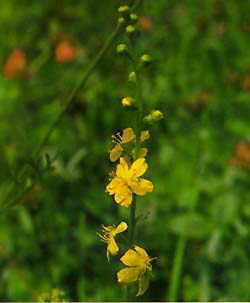 Agrimony