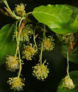 Beech