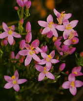 Centaury
