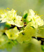 Cherry Plum