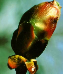 Chestnut bud