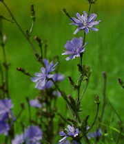 Cherry Plum