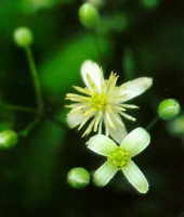 Clematis