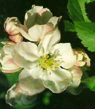 Crab Apple