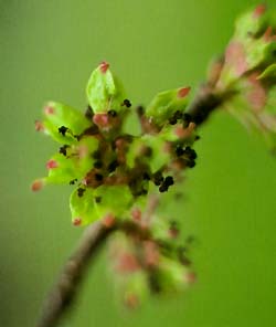 Elm