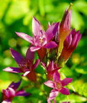 Gentian