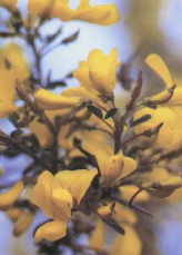Gorse