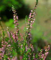 Heather