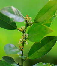 Holly