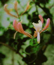 Honeysuckle