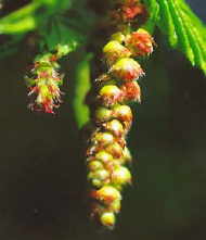 Hornbeam