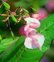 Impatiens