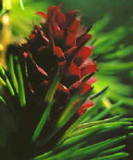 Larch
