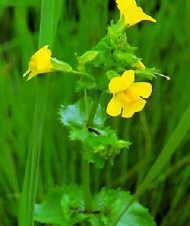 Mimulus