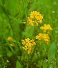 Mustard