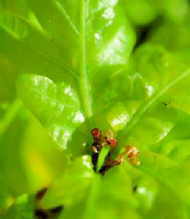 Oak