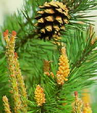 Pine