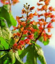 Red Chestnut