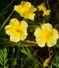 Rock Rose