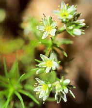 Scleranthus