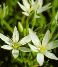 Star of Bethlehem