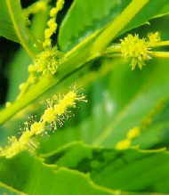 Sweet Chestnut