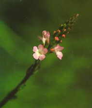 Vervain