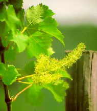 Vine