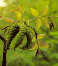 Walnut