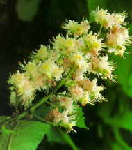 White Chestnut