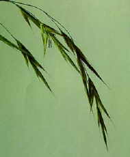 Wild Oat