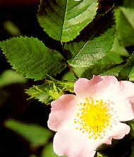 Wild Rose