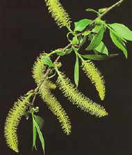 Willow