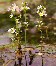 Water Violet